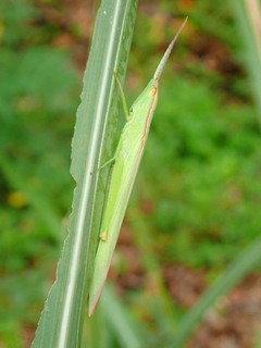 241006VEEob^hLόu068.JPG