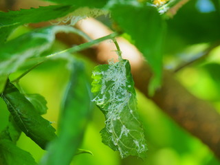 250511NLW~cόu033.JPG