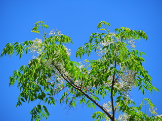 250511Z_Ԍu047.JPG
