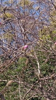 DSC_0184.JPG