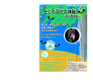 セミの羽化2018.jpg