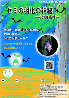 セミ羽化2019-01.jpg