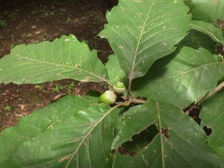 RIMG0130.JPG