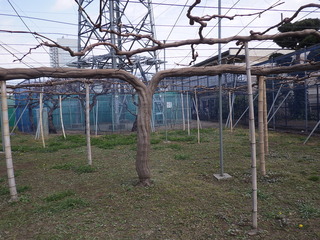 RIMG0800.JPG